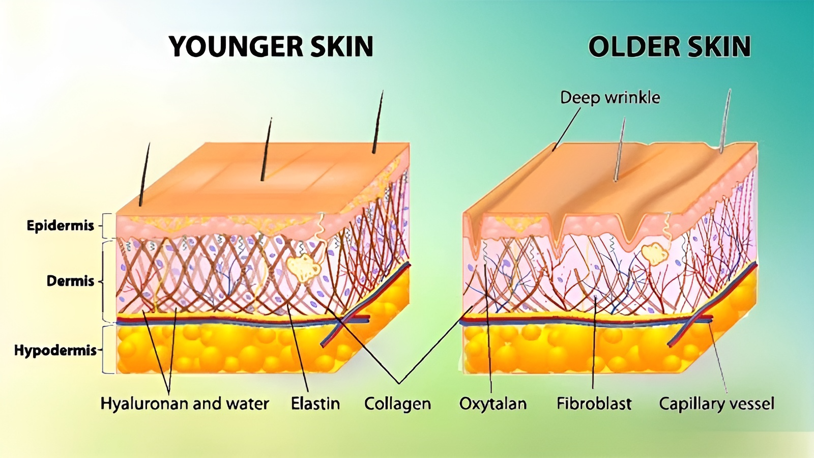 hình ảnh cấu trúc lớp da lúc trẻ và già đi